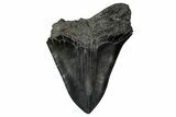Bargain, Fossil Megalodon Tooth - South Carolina #340206-1
